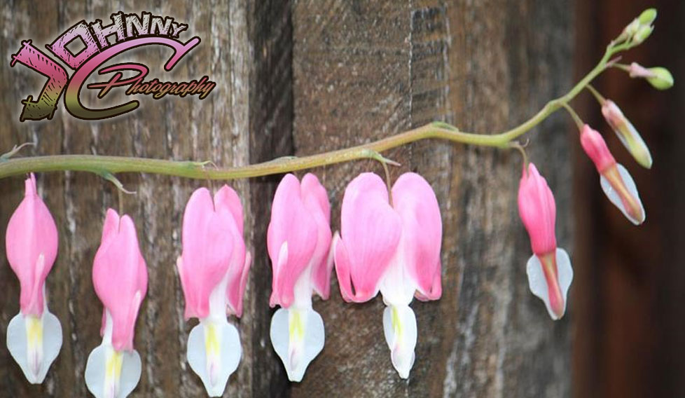 Bleeding-Hearts