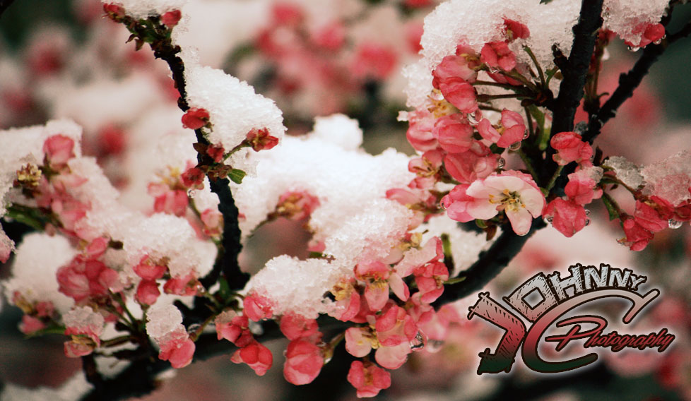Blossoms in the Snow
