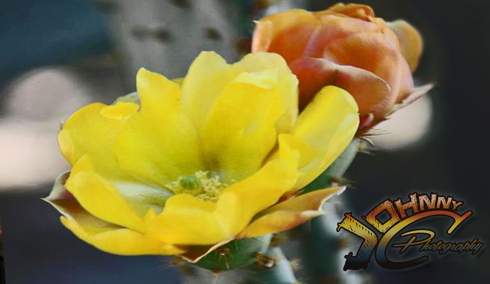 Cactus Flowers