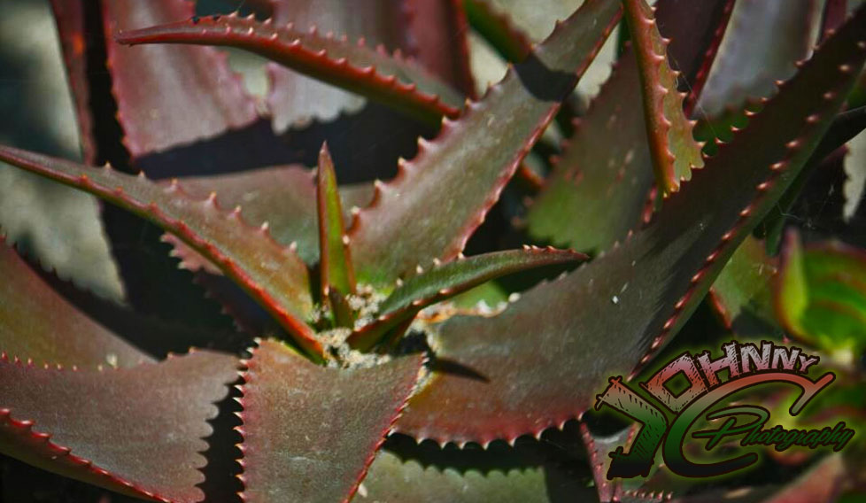 Cactus
