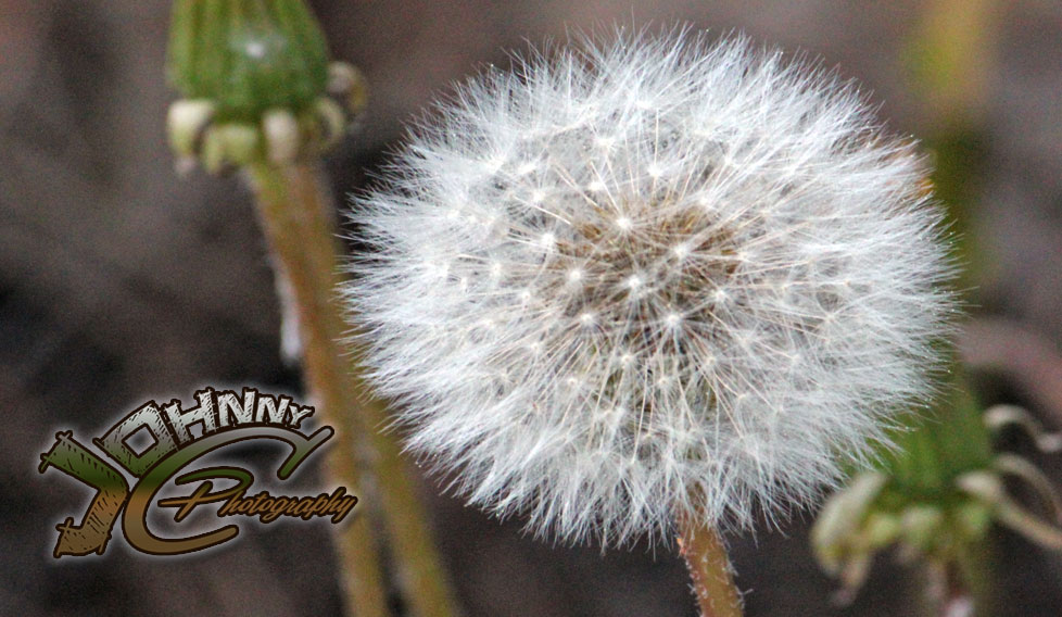 Dandelions