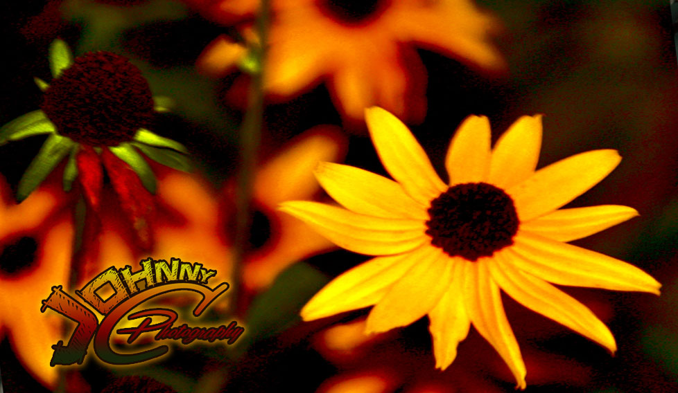 Fire Flowers