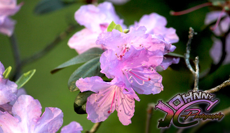 Front Flowers