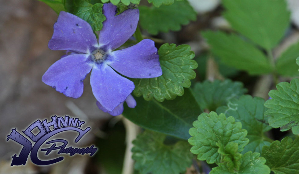 Pin Wheel Flower