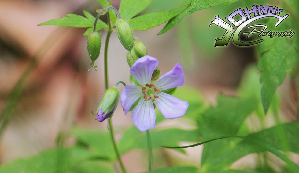 PurpleFlowerOpen