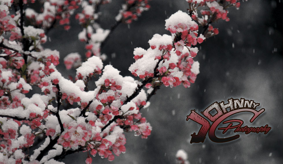 Snowy Tree on a Dark Day