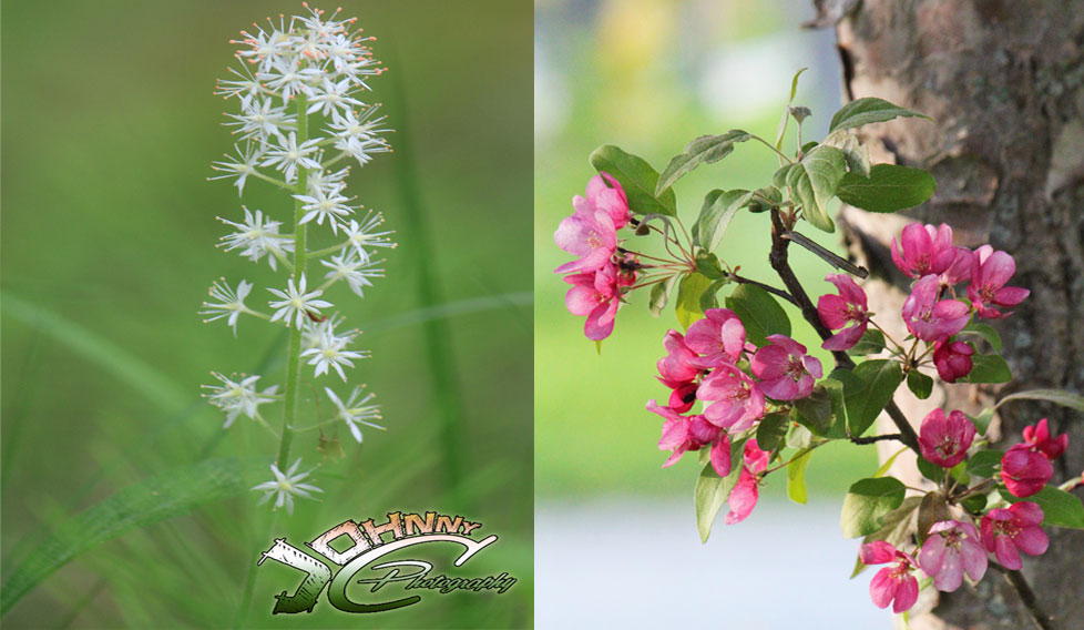 whiteflower-flowertree