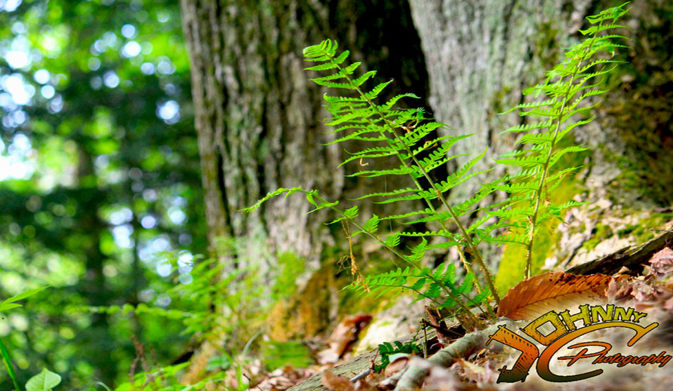 Forest Floor