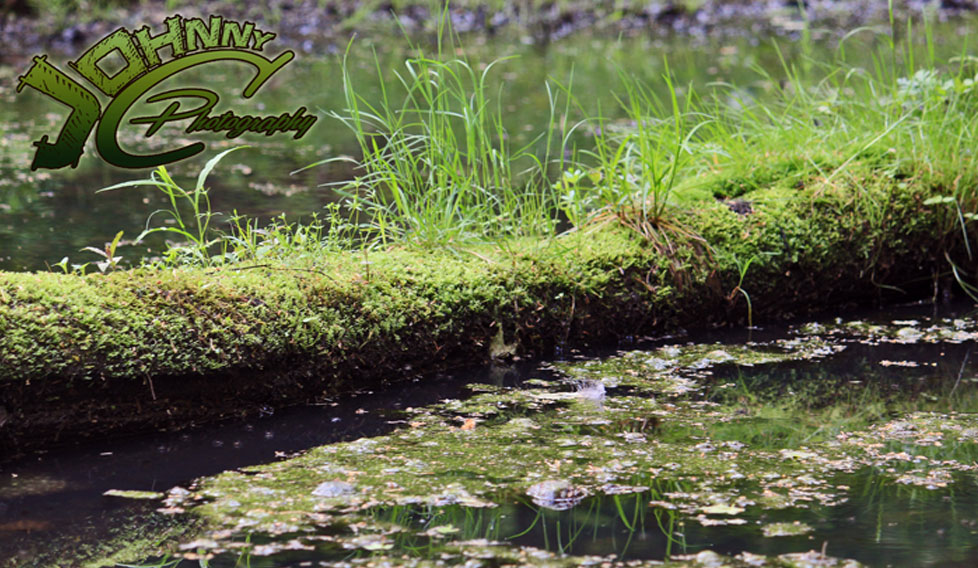 Grassy Log