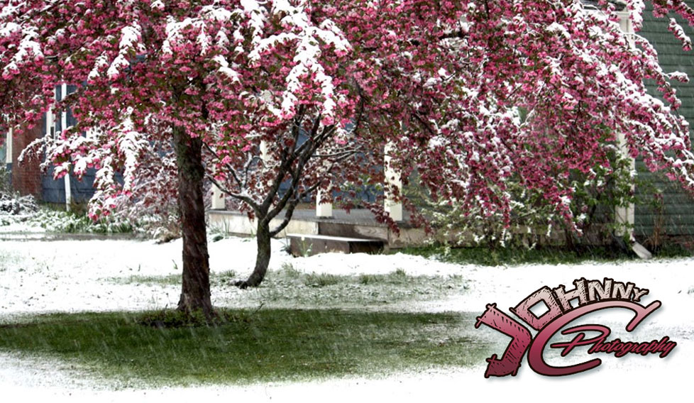 Snow Blossoms