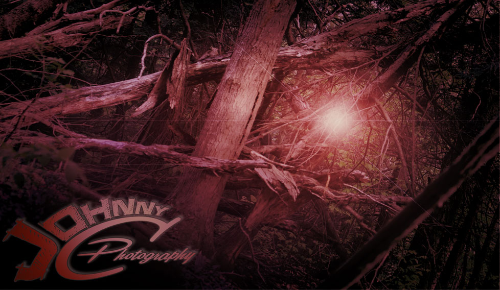 Tangled Forest