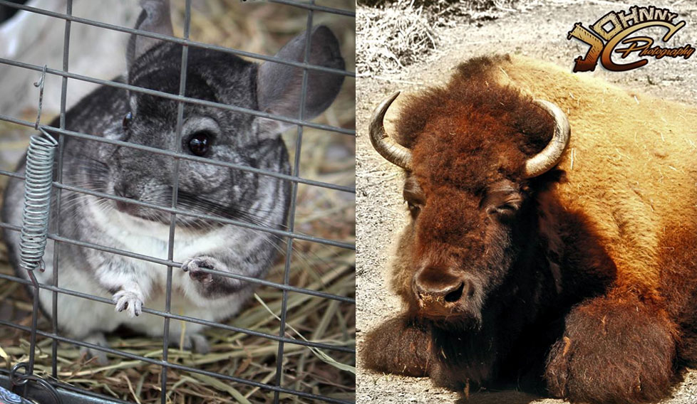 Chinchila and Buffalo