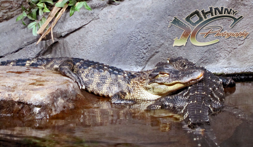 Crocodile Nap