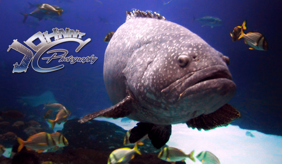 Giant Grouper
