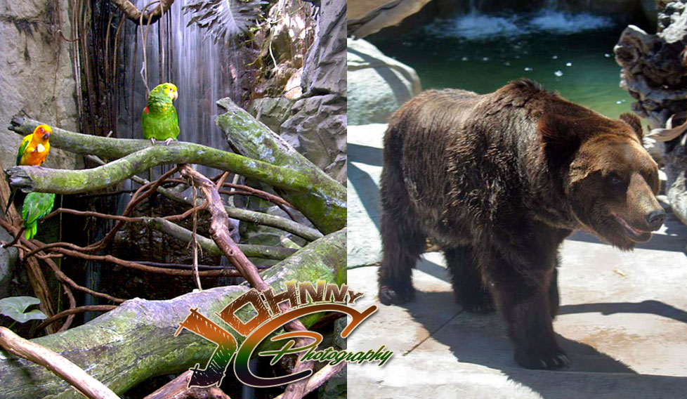 Parrots and Russian Bear