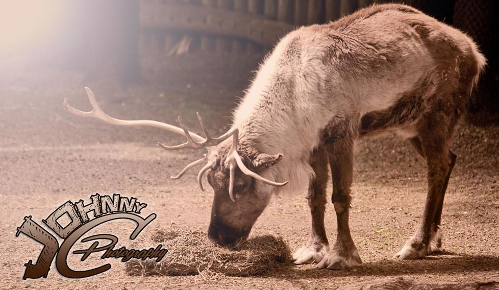Reindeer