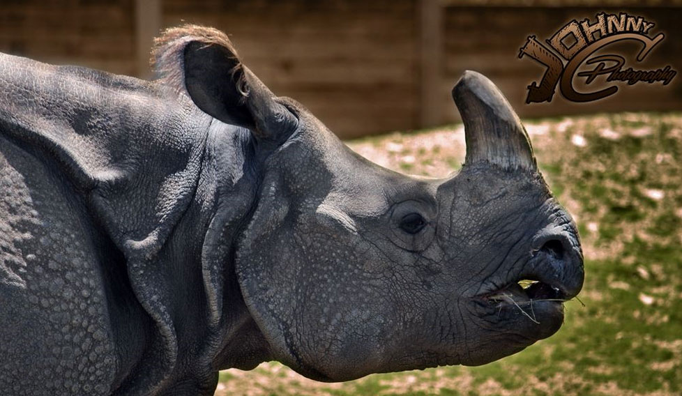 Rhino