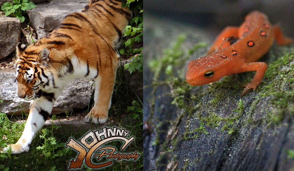 Salamander and Tiger