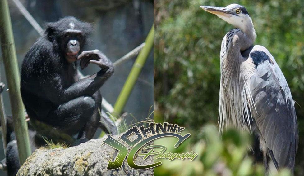 Thinking Chimp and Crane